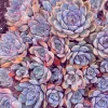 Echeveria Orion Live Succulent Plant – 2 inch Potted Rosette – Indoor/Outdoor - Image 1