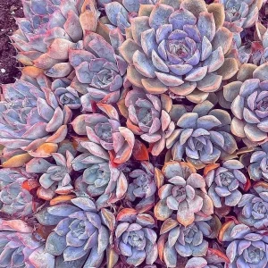 Echeveria Orion Live Succulent Plant – 2 inch Potted Rosette – Indoor/Outdoor - Image 1