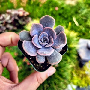 Echeveria Orion Live Succulent Plant – 2 inch Potted Rosette – Indoor/Outdoor - Image 9