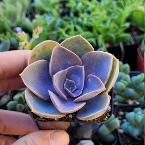 Echeveria Perle Von Nurnberg Live Plant - 2 Inch Potted Succulent, Indoor - Image 2
