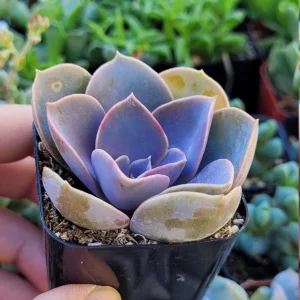 Echeveria Perle Von Nurnberg Live Plant - 2 Inch Potted Succulent, Indoor - Image 3