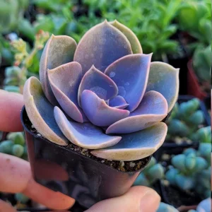 Echeveria Perle Von Nurnberg Live Plant - 2 Inch Potted Succulent, Indoor - Image 4