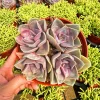 Echeveria Perle Von Nurnberg Live Plant - 2 Inch Potted Succulent, Indoor - Image 1