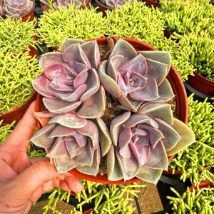 Echeveria Perle Von Nurnberg Live Plant - 2 Inch Potted Succulent, Indoor - Image 1