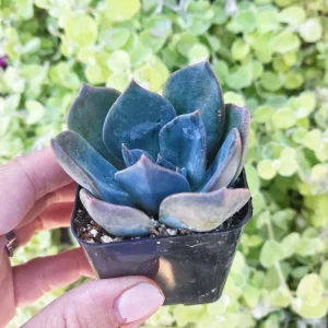 Echeveria Princess Blue Live Plant – 2 inch Potted Succulent - Image 2