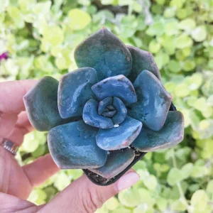 Echeveria Princess Blue Live Plant – 2 inch Potted Succulent - Image 3