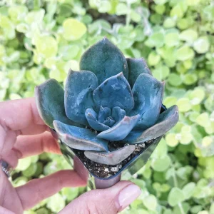 Echeveria Princess Blue Live Plant – 2 inch Potted Succulent - Image 4