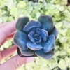 Echeveria Princess Blue Live Plant – 2 inch Potted Succulent - Image 1
