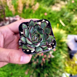 Echeveria Pulidonis Succulent Plant – Live Rosette – 2 Inch Pot - Image 7