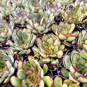 Echeveria Pulidonis Succulent Plant – Live Rosette – 2 Inch Pot - Image 8