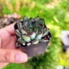 Echeveria Pulidonis Succulent Plant – Live Rosette – 2 Inch Pot - Image 1