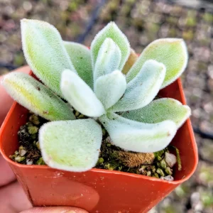 Echeveria Pulvinata 'Frosty' Live Succulent Plant – 2 Inch Pot – Indoor/Outdoor - Image 7