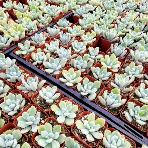 Echeveria Pulvinata 'Frosty' Live Succulent Plant – 2 Inch Pot – Indoor/Outdoor - Image 8