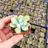 Echeveria Pulvinata 'Frosty' Live Succulent Plant – 2 Inch Pot – Indoor/Outdoor - Image 1