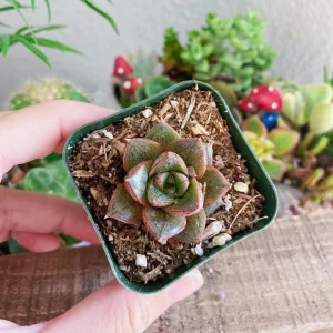 Echeveria Purposorum Live Succulent Plant - 2 Inch Potted - Black & Red - Image 2