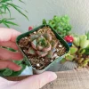 Echeveria Purposorum Live Succulent Plant - 2 Inch Potted - Black & Red - Image 1