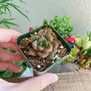 Echeveria Purposorum Live Succulent Plant - 2 Inch Potted - Black & Red - Image 1
