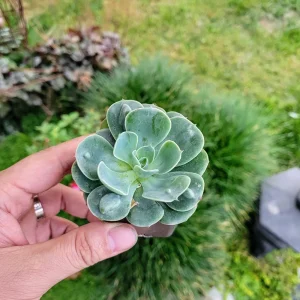 Echeveria Raindrop Live Succulent Plant - 2 inch Potted Houseplant - Image 2