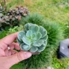 Echeveria Raindrop Live Succulent Plant – 2 inch Pot – Indoor - Image 1