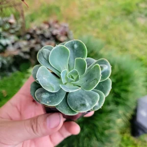 Echeveria Raindrop Live Succulent Plant - 2 inch Potted Houseplant - Image 3