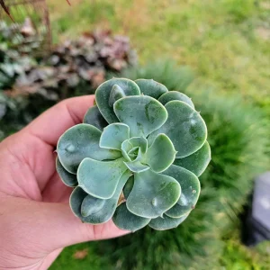 Echeveria Raindrop Live Succulent Plant - 2 inch Potted Houseplant - Image 4