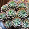 Echeveria Raindrop Live Succulent Plant - 2 inch Potted Houseplant - Image 1