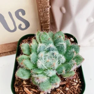 Echeveria Setosa Live Plant – Mexican Firecracker Succulent – 2 inch or 4 inch Pot – Indoor/Outdoor - Image 2