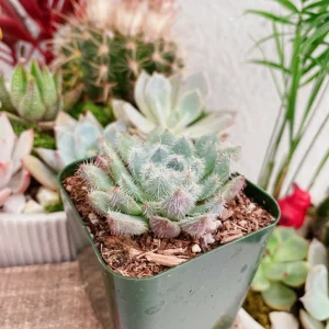 Echeveria Setosa Live Plant – Mexican Firecracker Succulent – 2 inch or 4 inch Pot – Indoor/Outdoor - Image 3