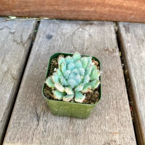 Echeveria Setosa Live Plant – Mexican Firecracker Succulent – 2 inch or 4 inch Pot – Indoor/Outdoor - Image 4