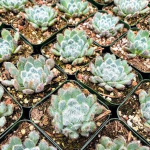 Echeveria Setosa Live Plant – Mexican Firecracker Succulent – 2 inch or 4 inch Pot – Indoor/Outdoor - Image 5