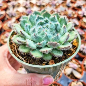 Echeveria Setosa Live Plant – Mexican Firecracker Succulent – 2 inch or 4 inch Pot – Indoor/Outdoor - Image 6