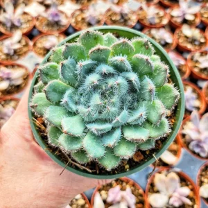 Echeveria Setosa Live Plant – Mexican Firecracker Succulent – 2 inch or 4 inch Pot – Indoor/Outdoor - Image 7