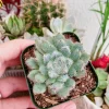 Echeveria Setosa Live Plant – Mexican Firecracker Succulent – 2 inch or 4 inch Pot – Indoor/Outdoor - Image 1