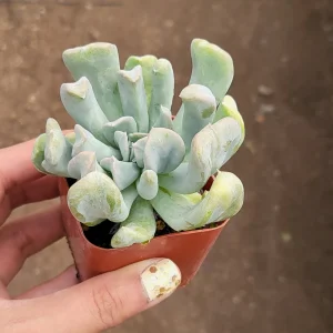 Echeveria Topsy Turvy Succulent Live Plant - 2 inch Pot - Unique Rosette - Image 2