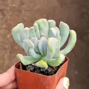 Echeveria Topsy Turvy Succulent Live Plant - 2 inch Pot - Unique Rosette - Image 3