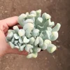 Echeveria Topsy Turvy Succulent Live Plant - 2 inch Pot - Unique Rosette - Image 1