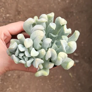 Echeveria Topsy Turvy Succulent Live Plant - 2 inch Pot - Unique Rosette - Image 1