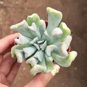 Echeveria Topsy Turvy Succulent Live Plant - 2 inch Pot - Unique Rosette - Image 4