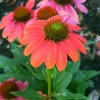 Echinacea Sombrero Poco 'Hot Coral' Coneflower Live Plant - Hardy Zones 4-9 - Image 1