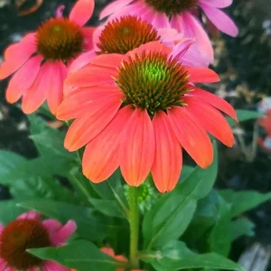 Echinacea Sombrero Poco 'Hot Coral' Coneflower Live Plant - Hardy Zones 4-9 - Image 1