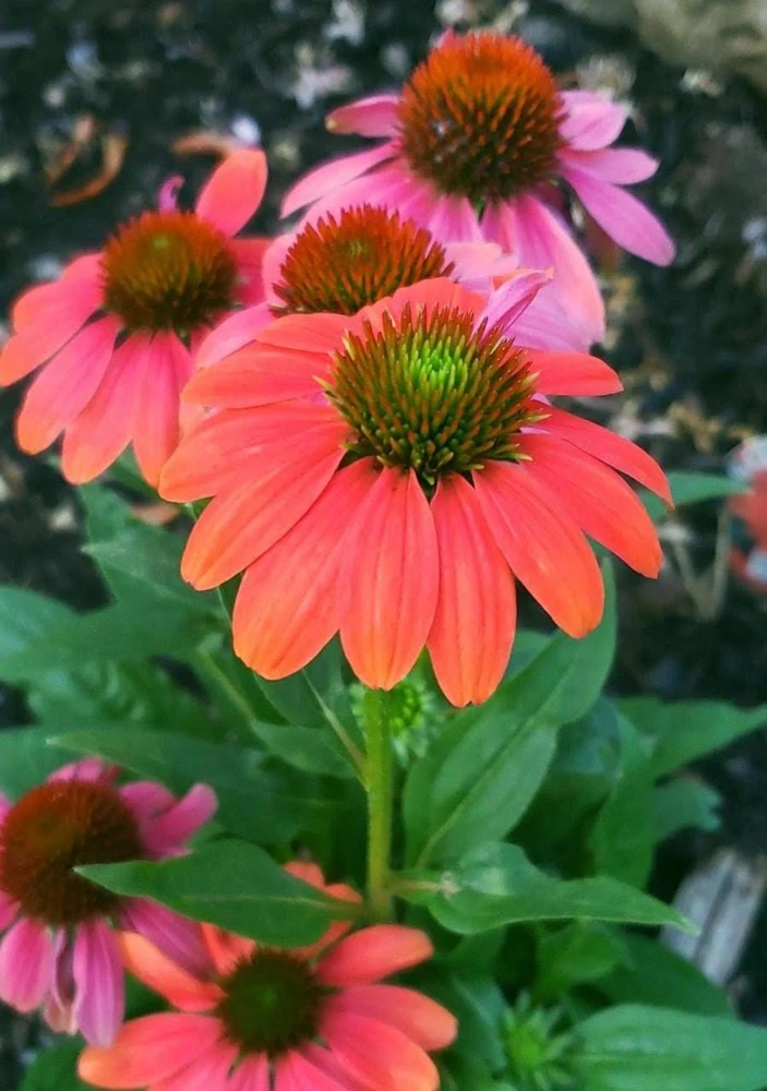 Echinacea Sombrero Poco 'Hot Coral' Coneflower Live Plant - Hardy Zones 4-9 - Image 1
