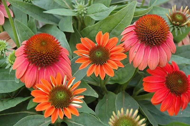 Echinacea Sombrero Poco 'Hot Coral' Coneflower Live Plant - Hardy Zones 4-9 - Image 3