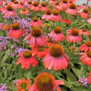 Echinacea Sombrero Poco 'Hot Coral' Coneflower Live Plant - Hardy Zones 4-9 - Image 4