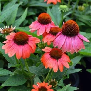 Echinacea Sombrero Poco 'Hot Coral' Coneflower Live Plant - Hardy Zones 4-9 - Image 5