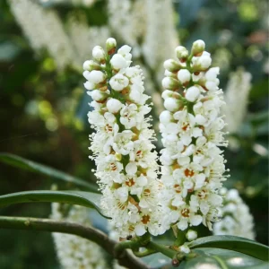 English Laurel Live Plant – Prunus laurocerasus Shrub – 4-8 inch Starter Plant - Image 2