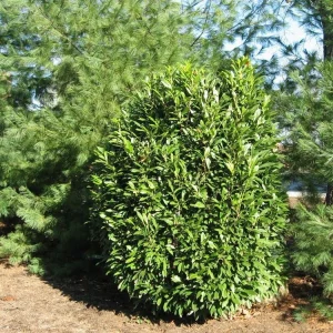 English Laurel Live Plant – Prunus laurocerasus Shrub – 4-8 inch Starter Plant - Image 3