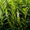 English Laurel Live Plant – Prunus laurocerasus Shrub – 4-8 inch Starter Plant - Image 1