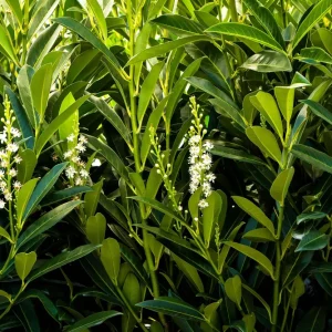 English Laurel Live Plant – Prunus laurocerasus Shrub – 4-8 inch Starter Plant - Image 1
