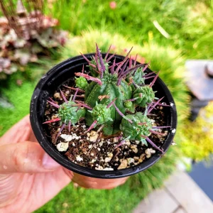 Euphorbia Ferox Live Plant - Spiky Cactus Succulent in 2
