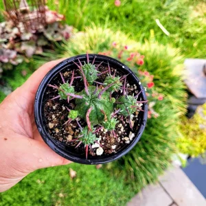 Euphorbia Ferox Live Plant - Spiky Cactus Succulent in 2